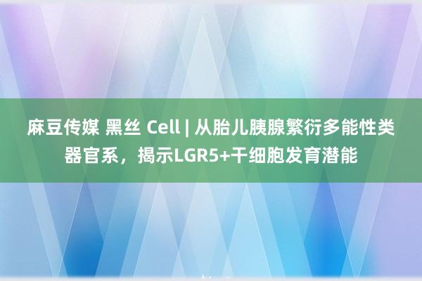 麻豆传媒 黑丝 Cell | 从胎儿胰腺繁衍多能性类器官系，揭示LGR5+干细胞发育潜能